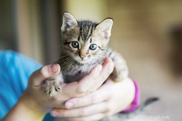 子猫への包括的なガイド-あなたの家を証明する 