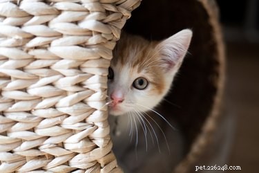 O guia completo para deixar sua casa à prova de gatinhos