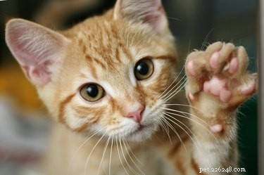 Les chats peuvent-ils avoir la patte droite ou la patte gauche ?