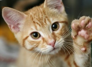 Kunnen katten rechts- of linkshandig zijn?