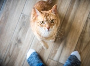 The Cuteness Guide to Cat Sitting for Beginners