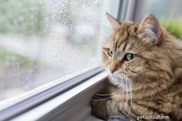 Влияет ли погода на настроение кошек?