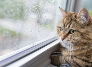 Ovlivňuje počasí nálady koček?