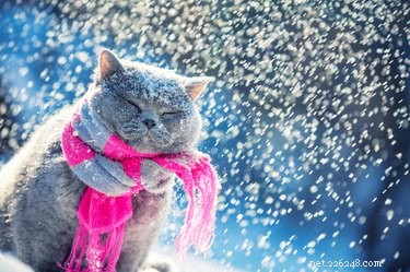 天気は猫の気分に影響しますか？ 