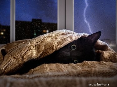 날씨가 고양이의 기분에 영향을 줍니까?