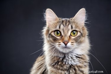Heeft het weer invloed op de stemming van katten?