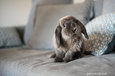 Kaniner eller katter:Vilket är bäst för en liten lägenhet?
