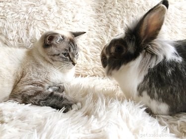 토끼 또는 고양이:작은 아파트에 가장 적합한 것은 무엇입니까?