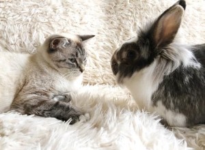 Conigli o gatti:qual è il migliore per un piccolo appartamento?