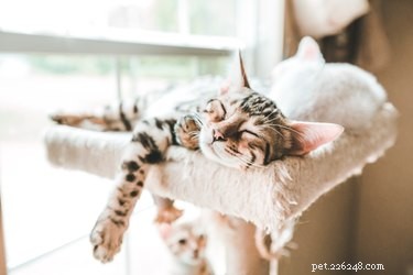 Konijnen of katten:wat is het beste voor een klein appartement?