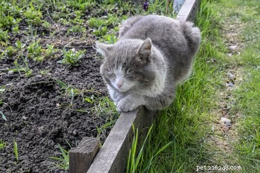 Come tenere i gatti fuori dal tuo giardino in modo sicuro