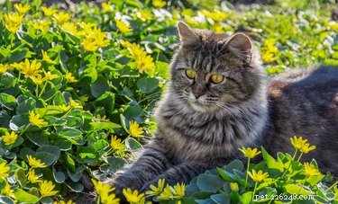Как безопасно держать кошек подальше от вашего сада