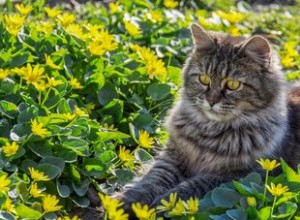 Hur man säkert håller katter borta från din trädgård