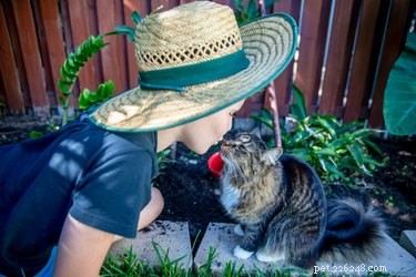 고양이를 정원에서 안전하게 지키는 방법