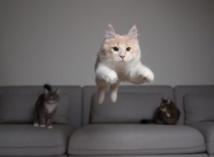 Hoe hoog kunnen katten springen?