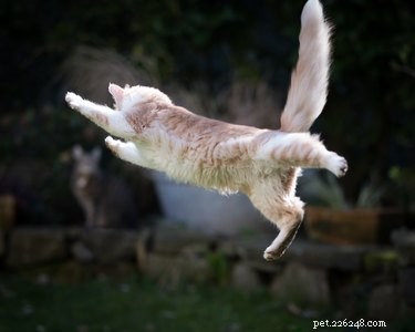 A que altura os gatos podem pular?