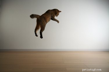 Как высоко могут прыгать кошки?