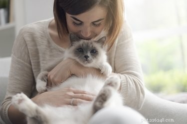 Mají kočky rády objetí?