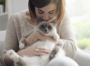 Mají kočky rády objetí?