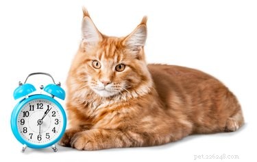 Begrijpen katten tijd?