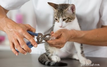 Hur man klipper en katts naglar