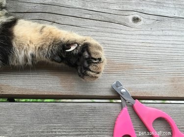 Come tagliare le unghie di un gatto