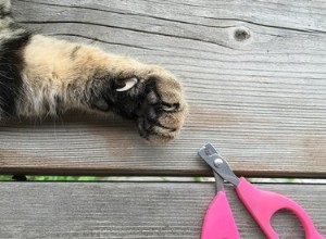 고양이 손톱 손질 방법