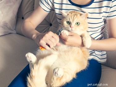 Hoe je kattennagels knipt