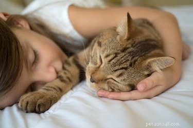I gatti ci amano solo perché li nutriamo?