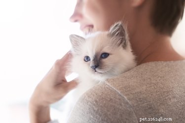 Любят ли кошки нас только потому, что мы их кормим?