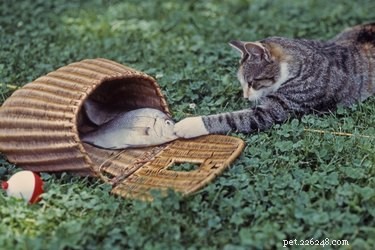 Förstår katter objektbeständighet?