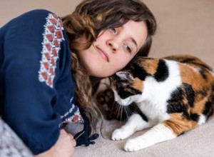 Могут ли кошки чувствовать наши эмоции?