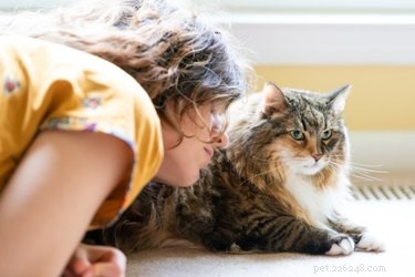 Kan katter känna våra känslor?