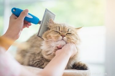 Como reduzir a queda de pelos de gatos