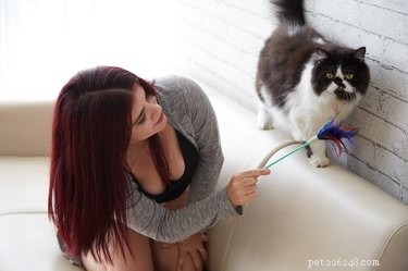 Jak udržet vaši kočku duševně stimulovanou
