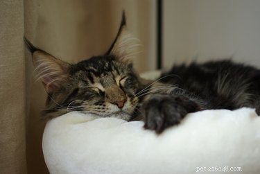 Les chats rêvent-ils ?