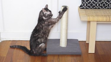 8 manieren om je huis klaar te maken voor een geadopteerde kat