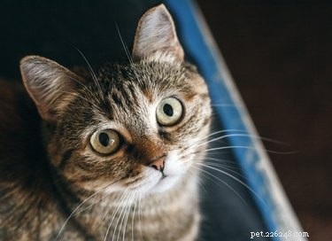 Знают ли кошки, что вы их спасли?
