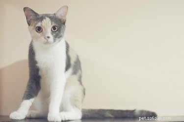 Weten katten dat je ze hebt gered?