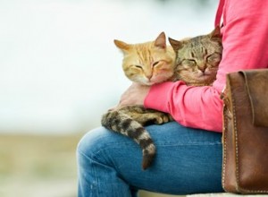Poznávají kočky své majitele?