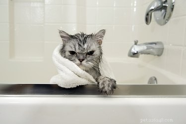 Hebben katten een bad nodig?