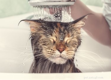 Os gatos precisam de banhos?