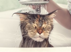 Hebben katten een bad nodig?