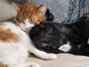 Les chats ressentent-ils l amour ?