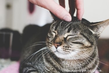 猫を撫でる方法 