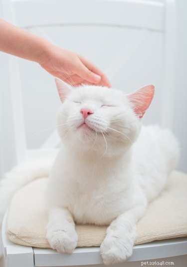 猫を撫でる方法 