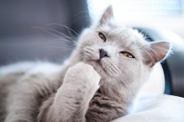 O čem přemýšlejí kočky?