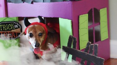 Verander dozen in een PET-rifyingly schattig spookhuis voor huisdieren