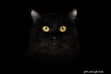 Waarom worden zwarte katten als ongelukkig beschouwd?