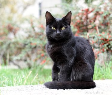 Почему черные кошки считаются несчастливыми?
